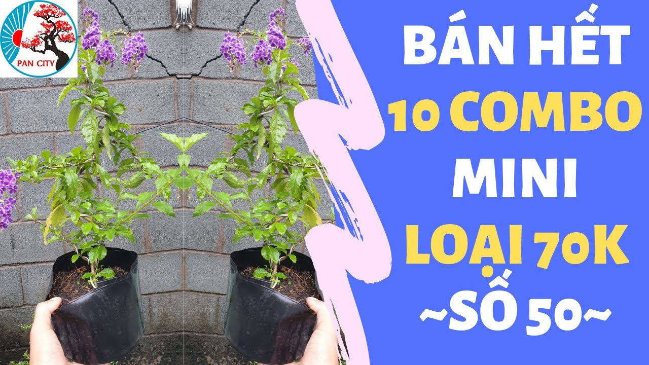 Pan City | Bonsai Mini số 50 | Nhà vườn giao lưu 10 combo bonsai loại 70 ngàn