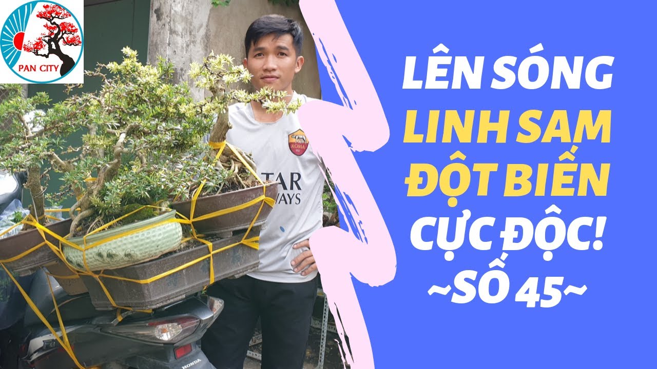 Pan City | Bonsai mini số 45 | Tiếp tục lên sóng lô linh sam đột biến CỰC ĐỘC!!