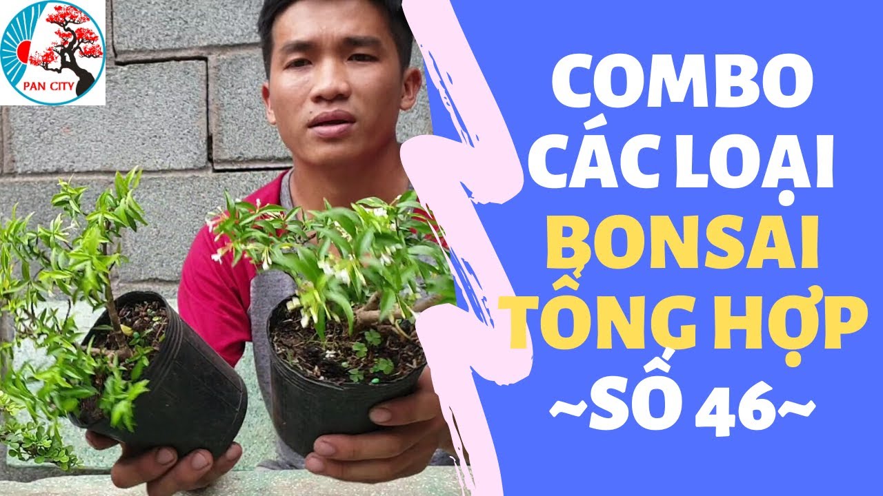 Pan City | Bonsai mini số 46 | Combo các loại bonsai tổng hợp