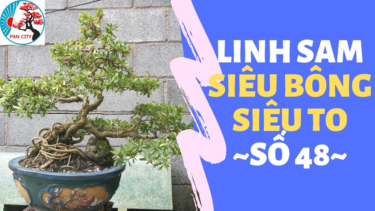 Pan City | Bonsai mini số 48 | Báo giá linh sam SIÊU BÔNG, SIÊU TO giá 2 triệu 4.