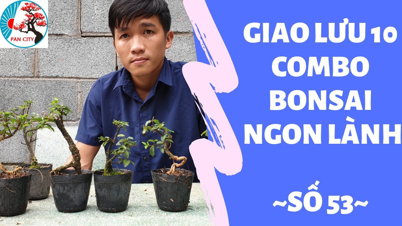 Pan City | Bonsai mini số 53 | Giao lưu 10 combo bonsai ngon lành cành đào 🌸🌸