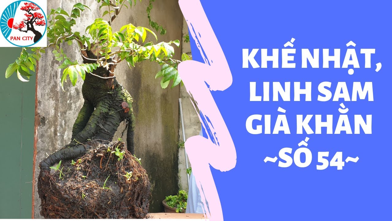 Pan City | Bonsai mini số 54 | Giao lưu 13 combo bonsai khế nhật, linh sam già khằn