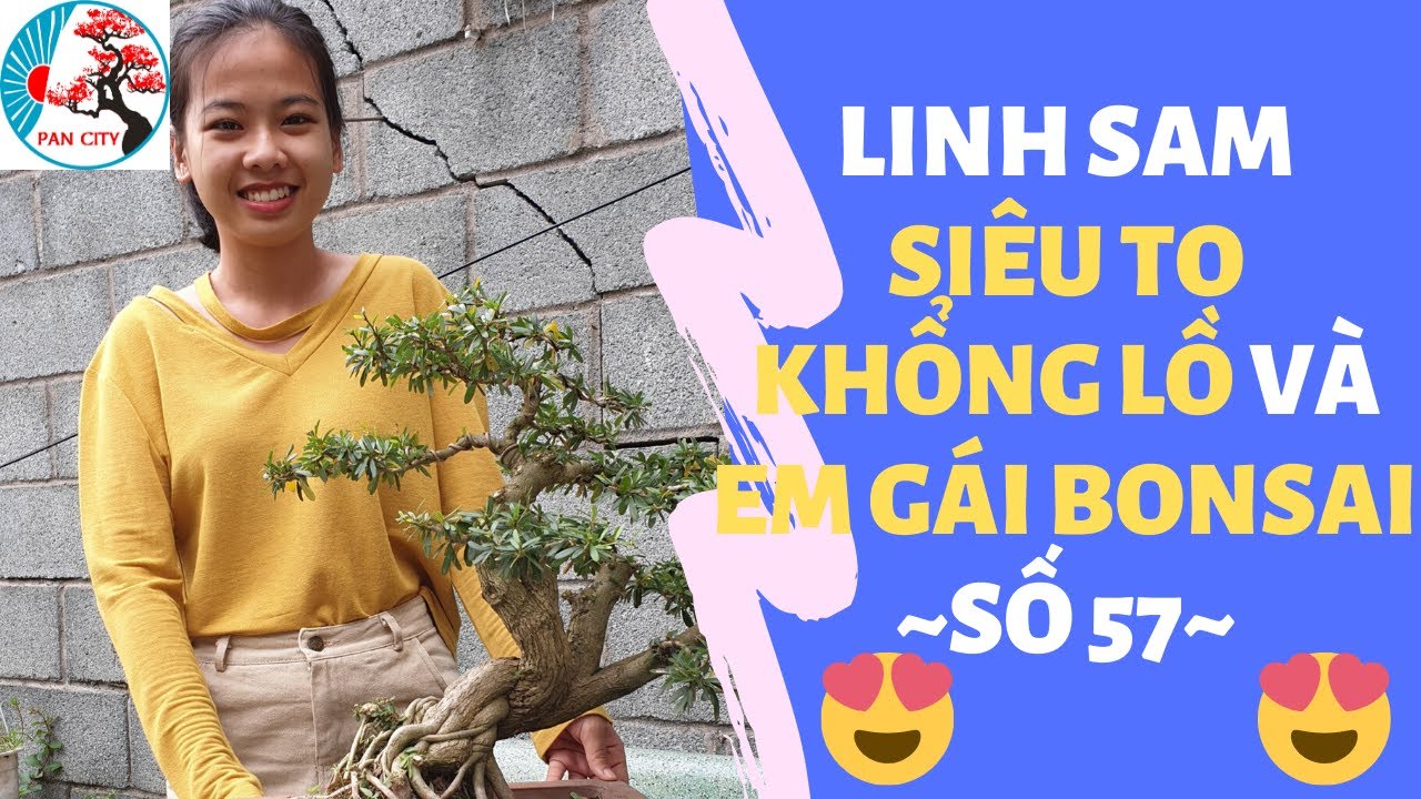 Pan City | Bonsai mini số 57 | 😍Linh sam siêu to khổng lồ và em gái bonsai 😍