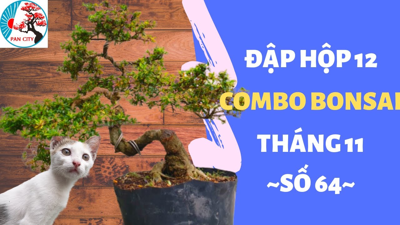 Pan City | Bonsai mini số 64 | Đập hộp 12 combo bonsai tháng 11 - ĐT/Zalo: 0349678335