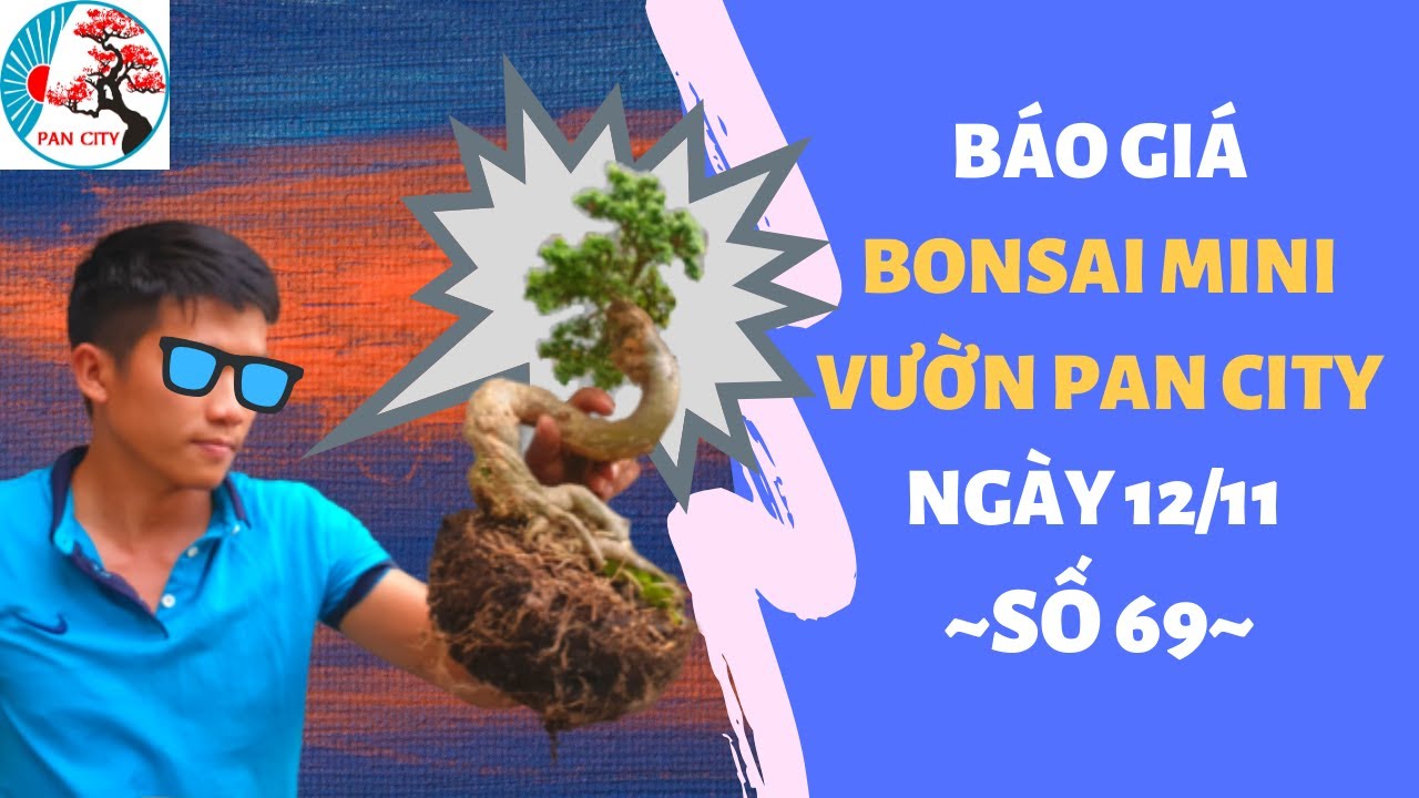 Pan City | Bonsai mini số 69 | Báo giá bonsai mini vườn Pan City ngày 12 tháng 11 - LH: 0349678335