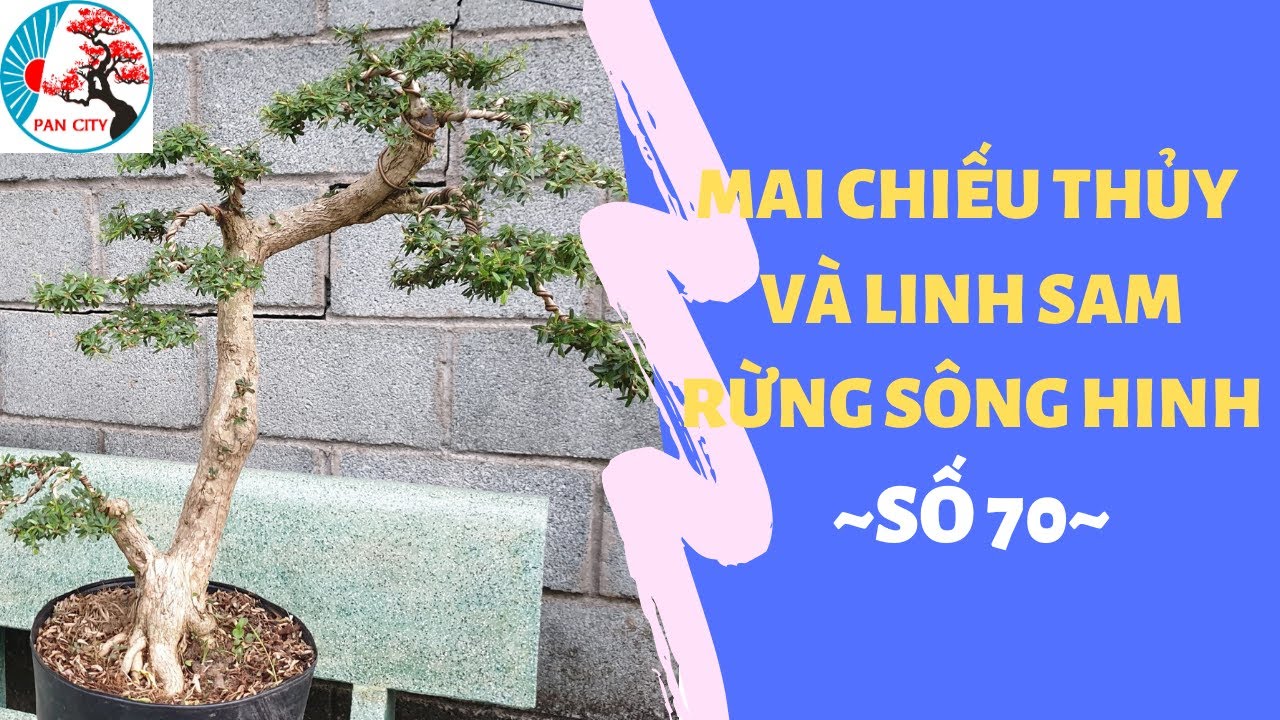 Pan City | Bonsai mini số 70 | Mai chiếu thủy 60k và linh sam rừng sông hinh