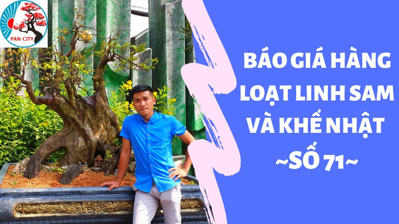 Pan City | Bonsai mini số 71 | Báo giá hàng loạt Linh sam và Khế Nhật