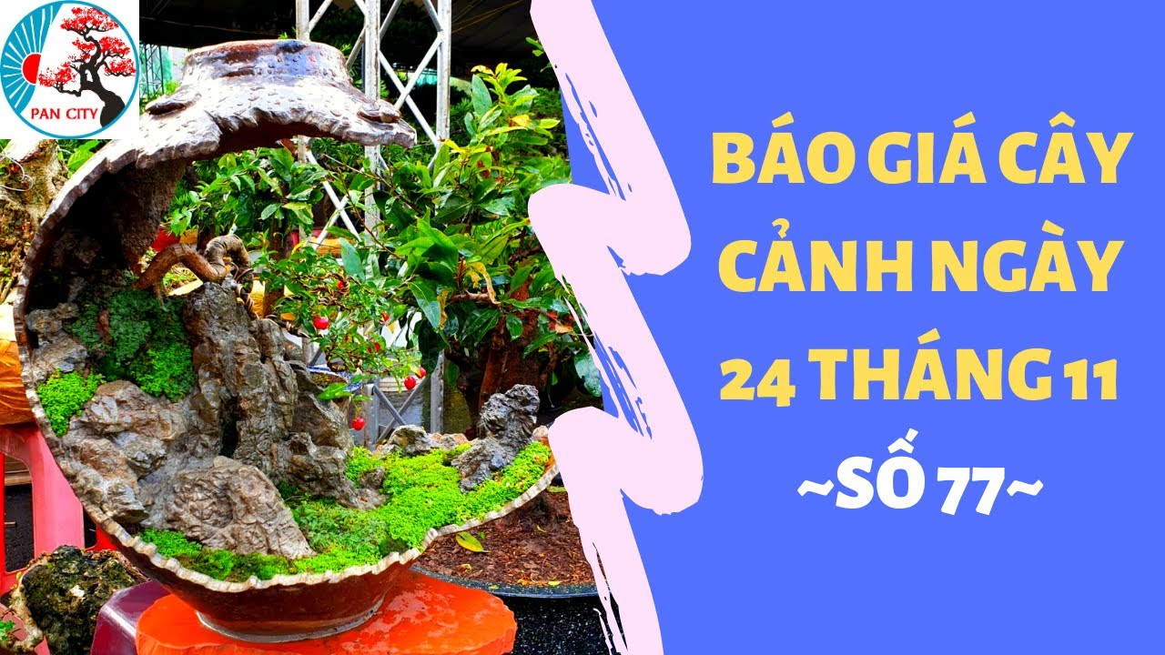 Pan City | Bonsai mini số 77 | Báo giá Cây cảnh ngày 24 tháng 11