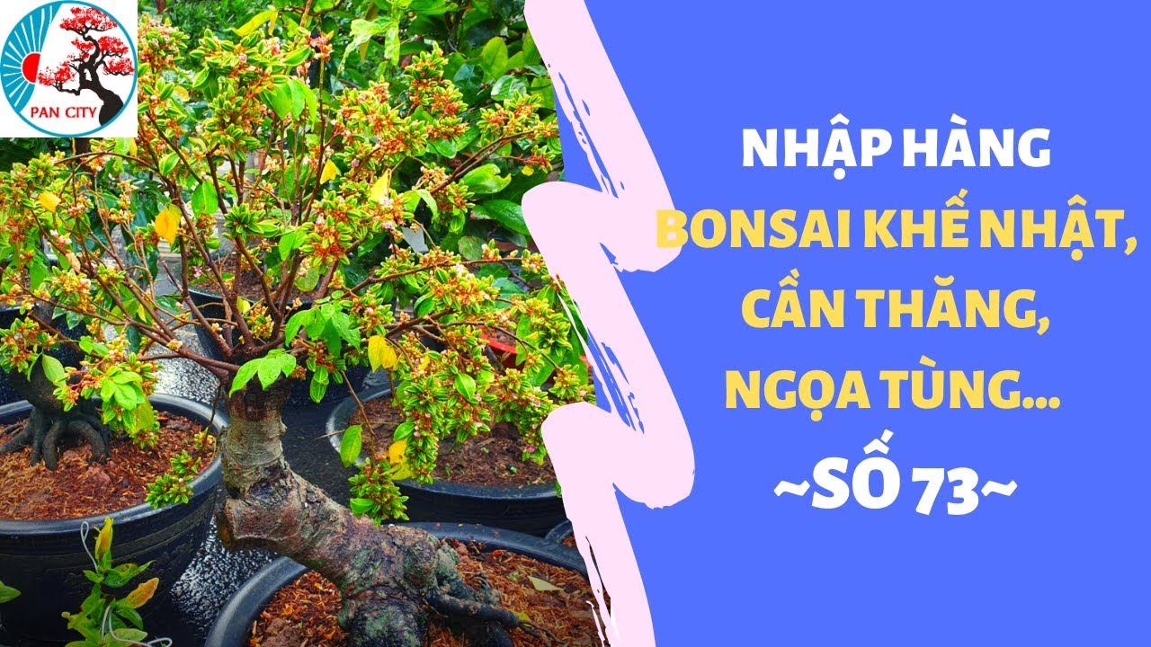 Pan City | Bonsai số 73 | Nhập hàng bonsai Khế Nhật, Cần Thăng, Ngọa Tùng...