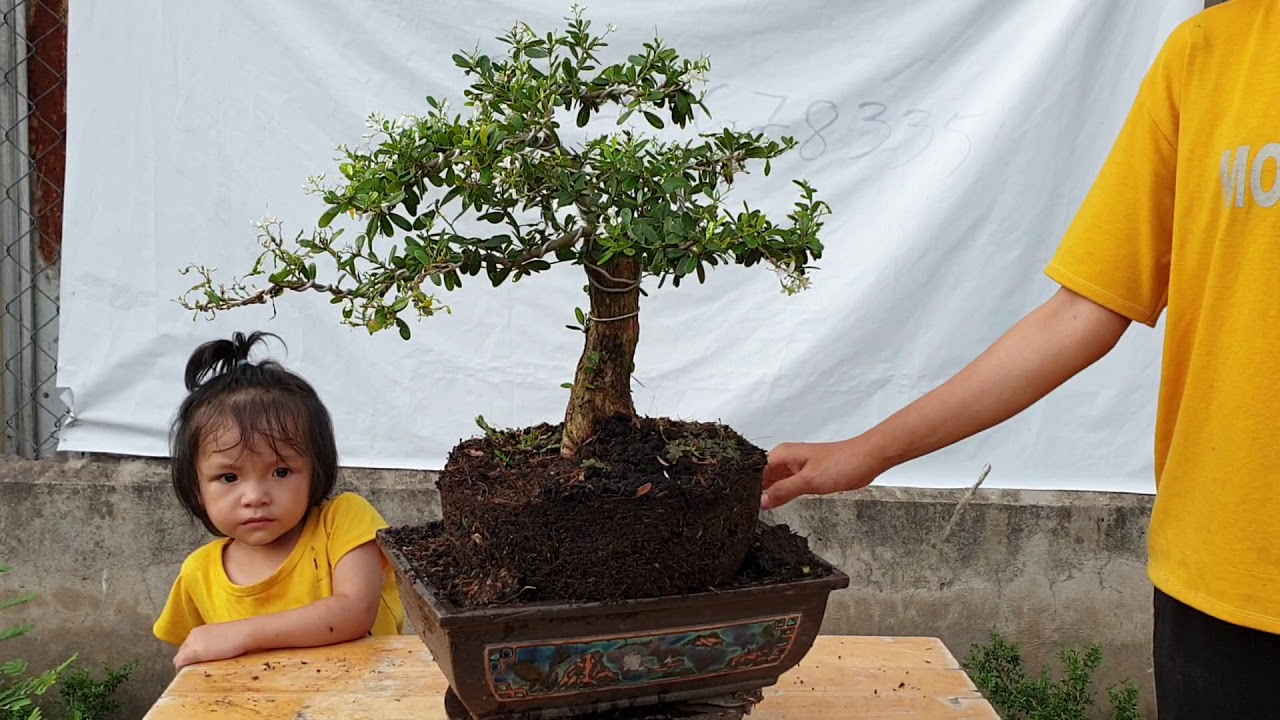 Pan City số 10 | Hàng loạt bonsai mini Khế Nhật quái thú và me chua thác đổ | bonsai