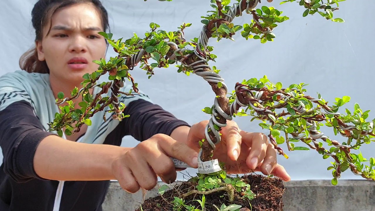 Pan City số 12 | Báo giá dàn bonsai mini đang bông nở rộ có đầy đủ các loại giá hạt dẻ | Bonsai