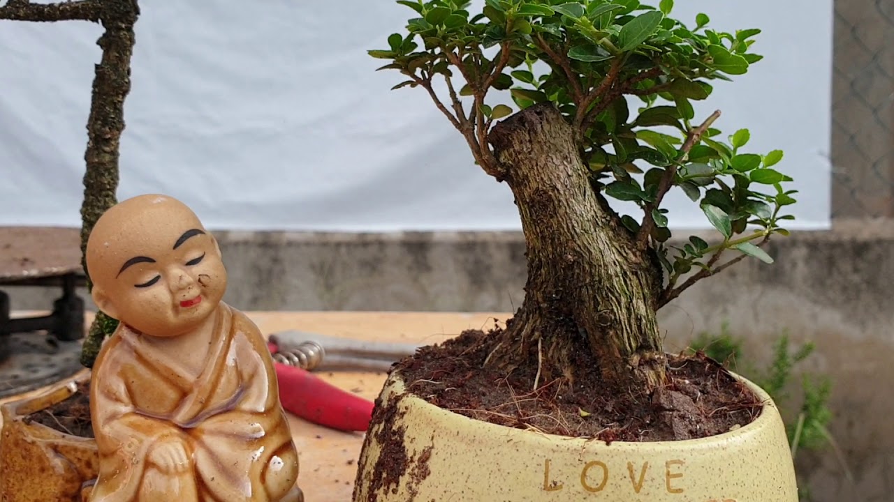 Pan City số 2 | Cây Bonsai Linh sam bông trắng, cây lũa và khế Nhật 600k cùng combo mini | Bonsai