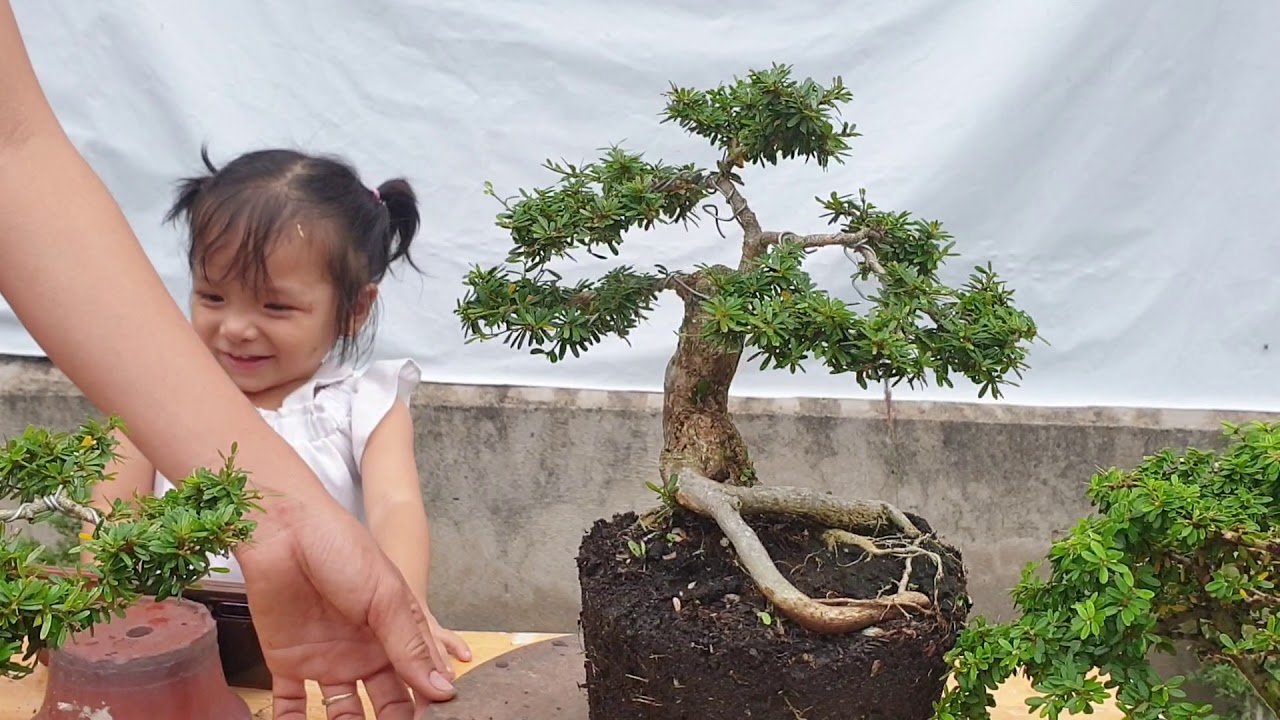 Pan City số 6 | Khế gân, khế Nhật 700k, kim quýt giá rẻ, linh sam mini già chát| Bonsai