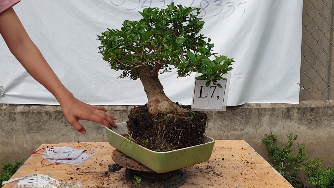 Pan City số 8| Linh sam hạt gạo dáng tự nhiên đẹp mê ly, tùng la hán, mai Thái | Bonsai Mini