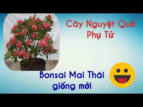 Pan City số 9 | Báo giá hàng loạt Bonsai tại nhà vườn tại Thủ Đức với những giống mới, độc lạ |