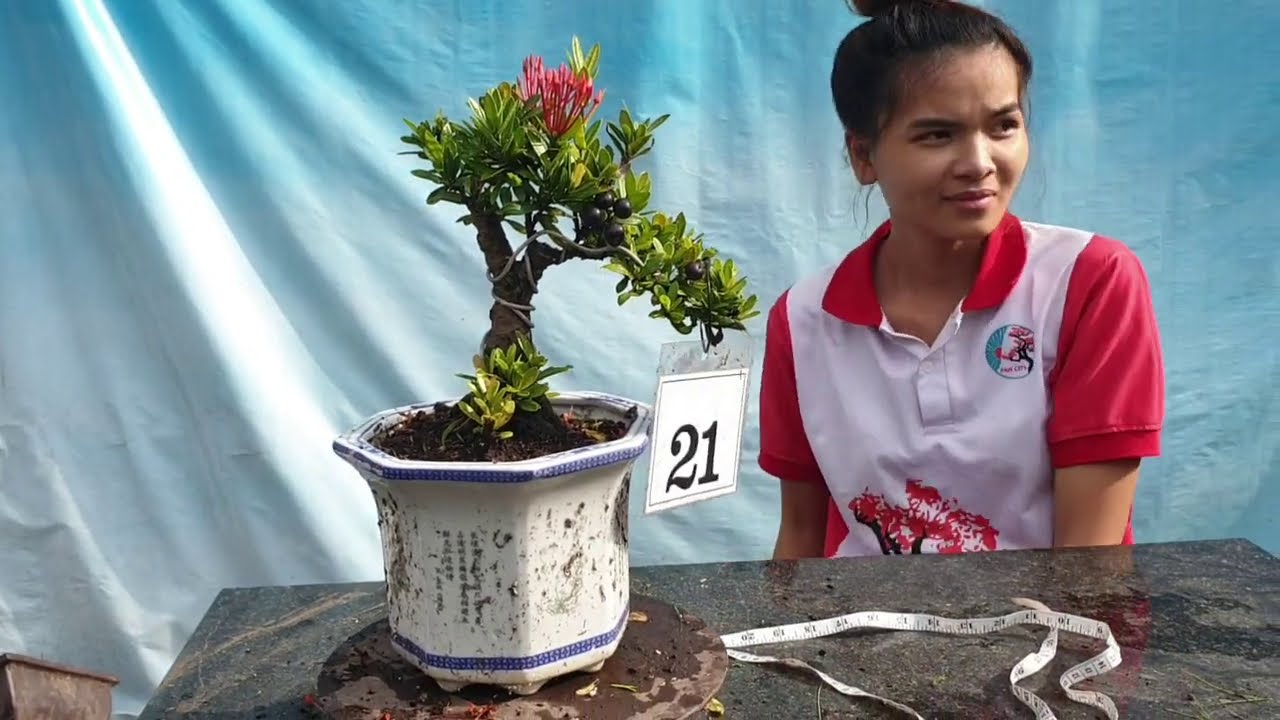 Pan city 141 | GL Bonsai Sam núi trái thác đổ, hải châu văn nhân già nua cùng một số combo giá rẻ.