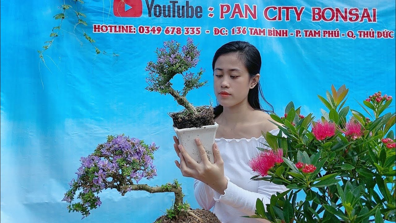 Pan city 26| Cặp khế Nhật quái thú, Kim quýt tàn đa, sam núi trái giá rẻ, linh sam siêu bông...|