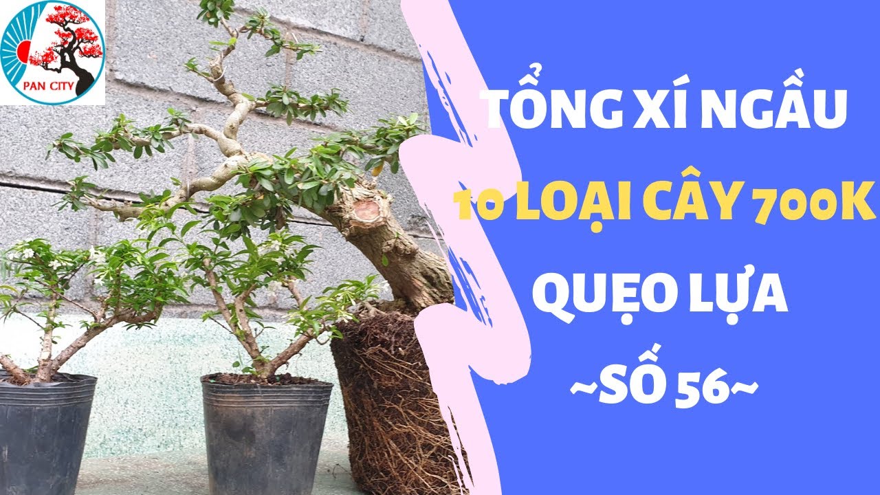 Pan city | Bonsai mini số 56 | Tổng Xí Ngầu 10 loại cây 700k Quẹo Lựa