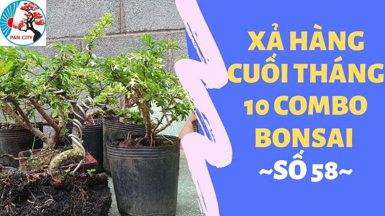 Pan city | Bonsai mini số 58| 👍Xả hàng cuối tháng 10 combo bonsai 👍