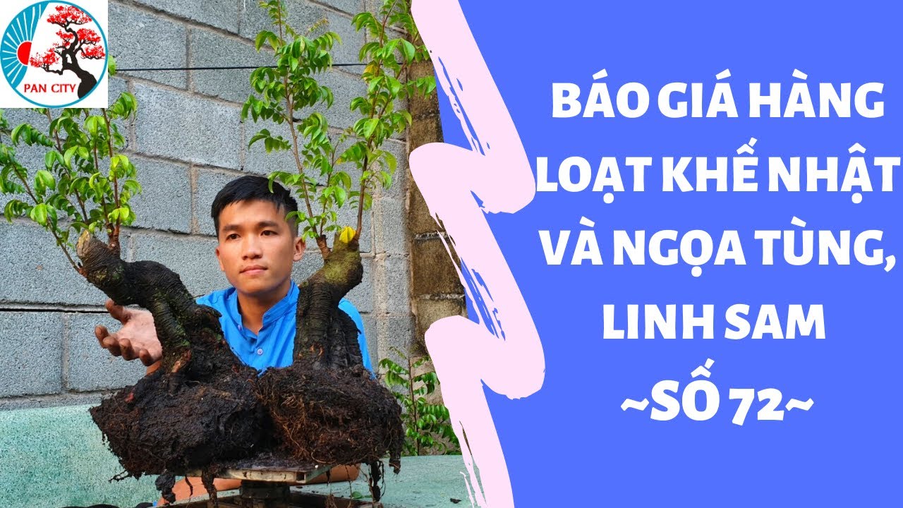 Pan city | Bonsai số 72 | Báo giá hàng loạt Khế Nhật và Ngọa Tùng, Linh sam