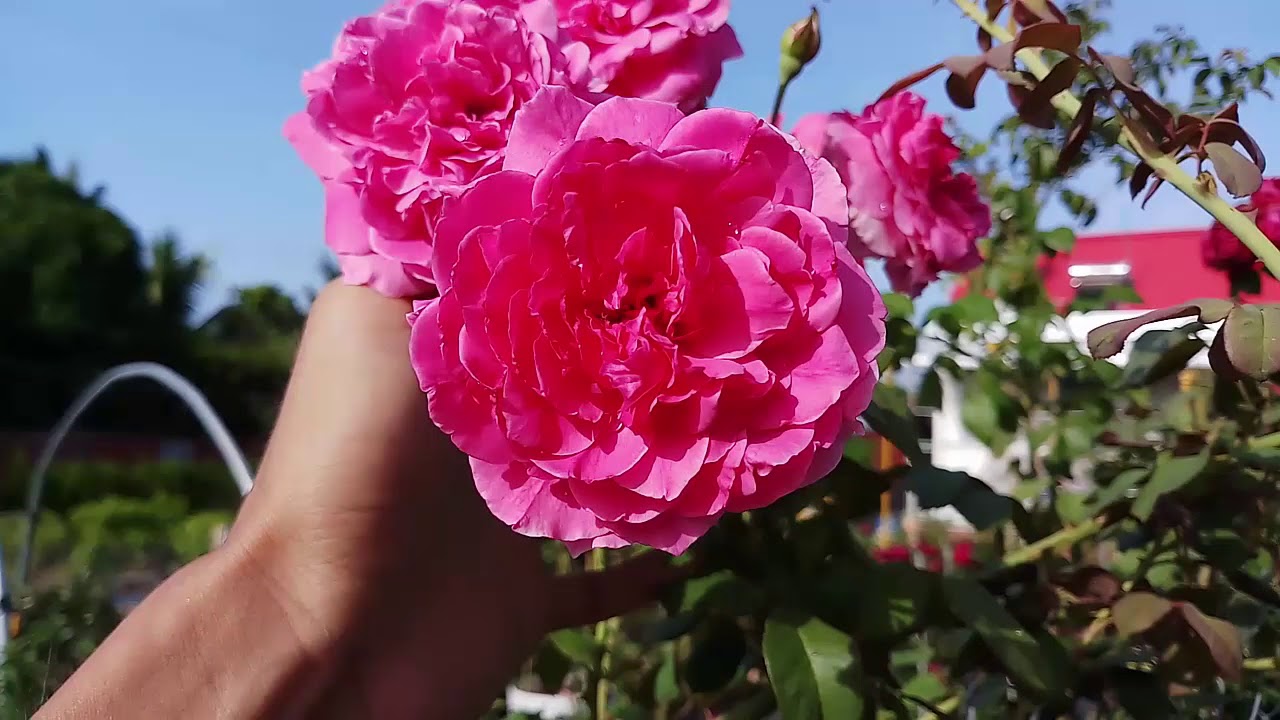 Parade rose (Climbing Roses)