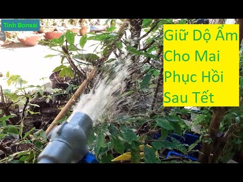 Phải Giữ Độ Ẩm Cho Cây Mai Vàng Phục Hồi Sau Tết | Tính Bonsai