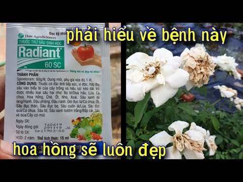 Phải Hiểu Và Trị Được Bệnh Này!!Hoa Hồng Mới Đẹp!..Bạn Chú Ý!.NGƯỜI ƯƠM MẦM