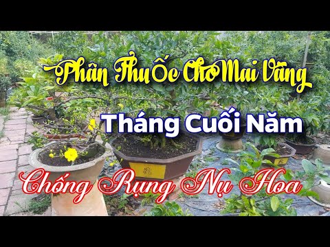 Phân - Thuốc Cho Cây Mai 10 Ngày Trước Khi Lặt Lá  Chưng Tết