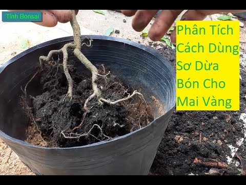 Phân Tích Cách Dùng Sơ Dừa Bón Cho Mai Vàng | Tính Bonsai