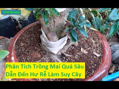 Phân Tích Cây Mai Trồng Quá Sâu Dẫn Đến Hư Rễ Và Suy | Tính Bonsai