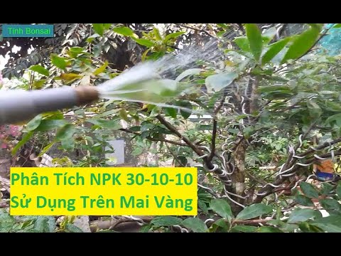 Phân Tích Phân Bón NPK 30-10-10 Sử Dụng Trên Mai Vàng | Tính Bonsai