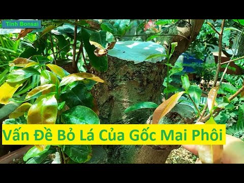 Phân Tích Vấn Đề Bỏ Lá Của Gốc Mai Phôi | Tính Bonsai