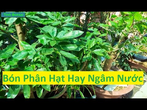 Phân Tích Vấn Đề Bón Phân Vô Cơ Bằng Hạt Và Ngâm Nước | Tính Bonsai