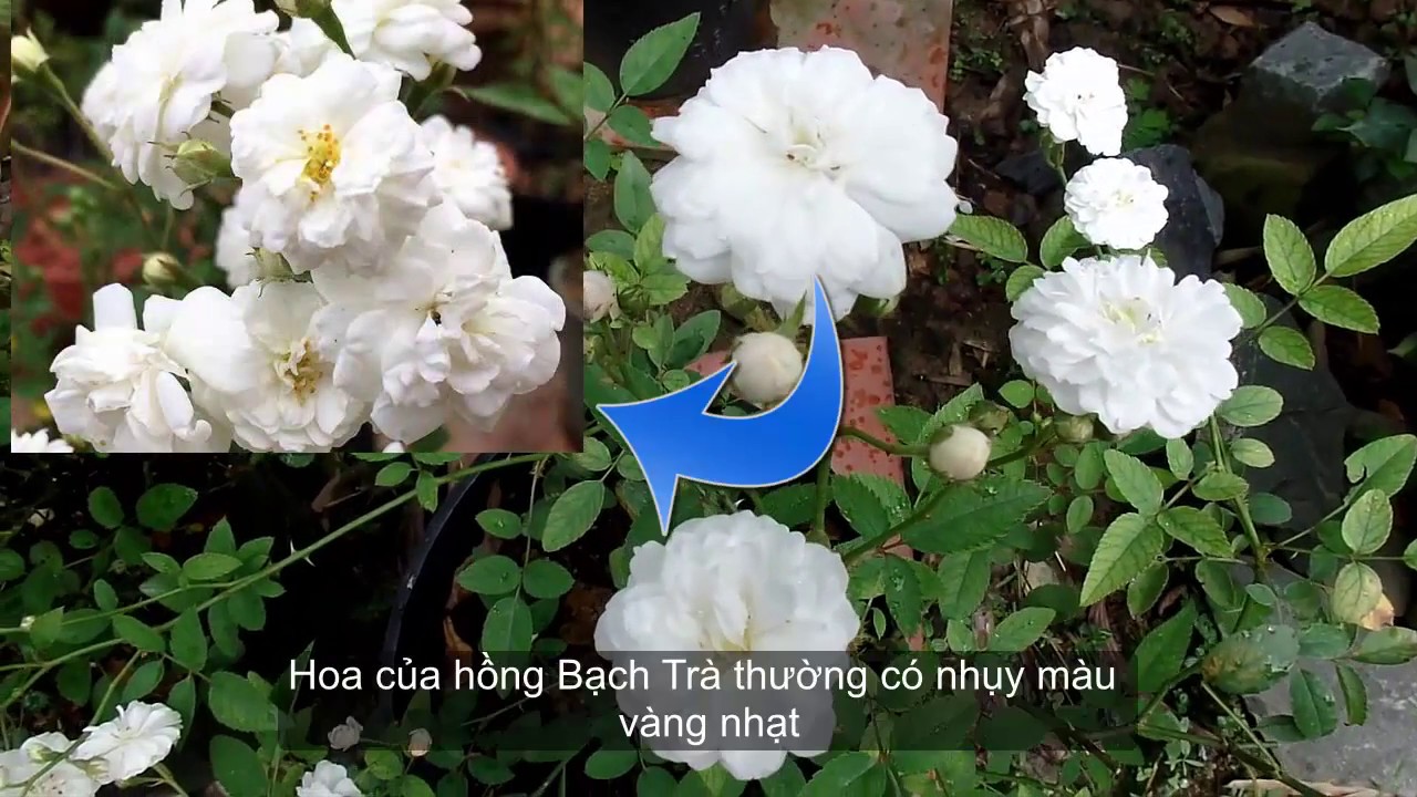 Phân biệt hoa hồng Bạch Nhài (nanh xanh) và hồng Bạch Trà