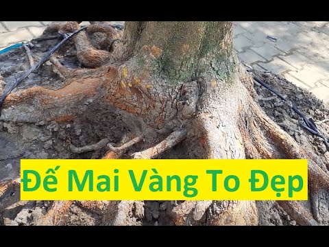 Phát Hiện Cây Mai Vàng Đế To Đẹp | Tính Bonsai