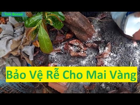 Phòng Bệnh Hại Rễ Trên Mai Vàng | Tính Bonsai