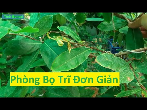 Phòng Bọ Trĩ Bằng Cách Loại Bỏ Lá Lồng | Tính Bonsai