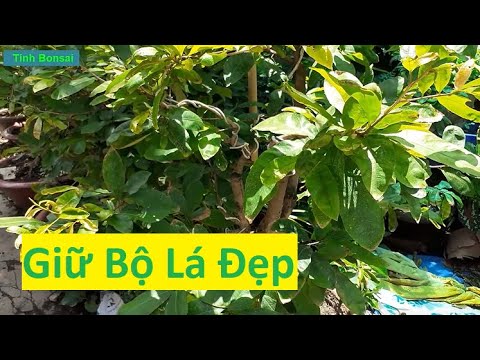 Phòng Bọ Trĩ Trên Mai Vàng Để Có Bộ Lá Đẹp | Tính Bonsai