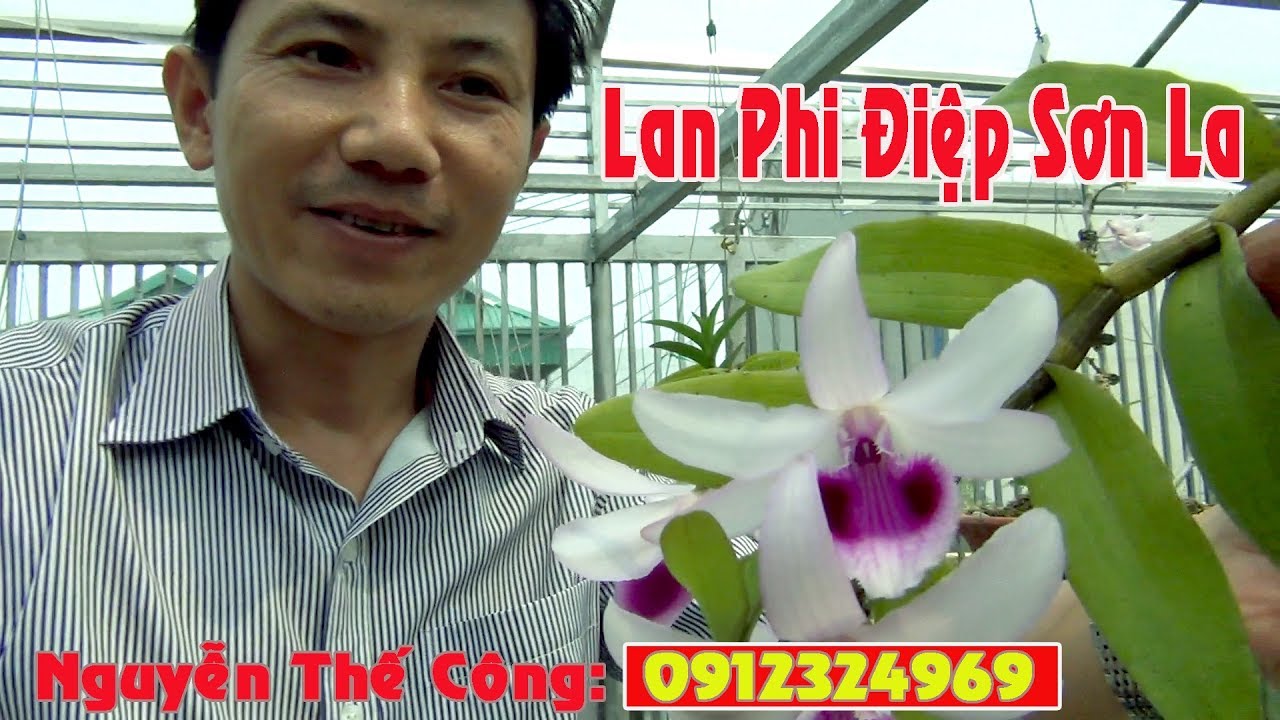 Phong Lan Phi Điệp Sơn La -Tại Vườn Lan Thế Công ĐT 0912324969