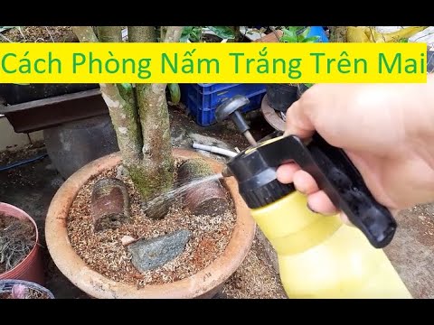 Phòng Nấm Trắng Trong Phân Bón Mai Vàng | Tính Bonsai