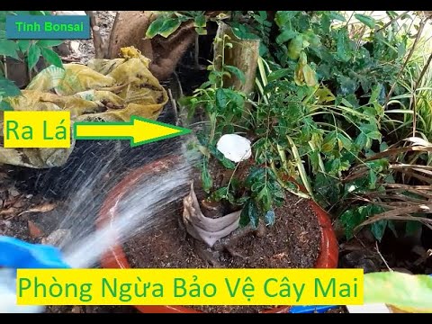 Phòng Ngừa Những Sinh Vật Có Thể Gây Hại Cho Cây Mai Vàng | Tính Bonsai