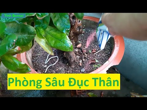 Phòng Sâu Đục Thân Cho Mai Vàng Cuối Tháng 5 Âm Lịch | Tính Bonsai