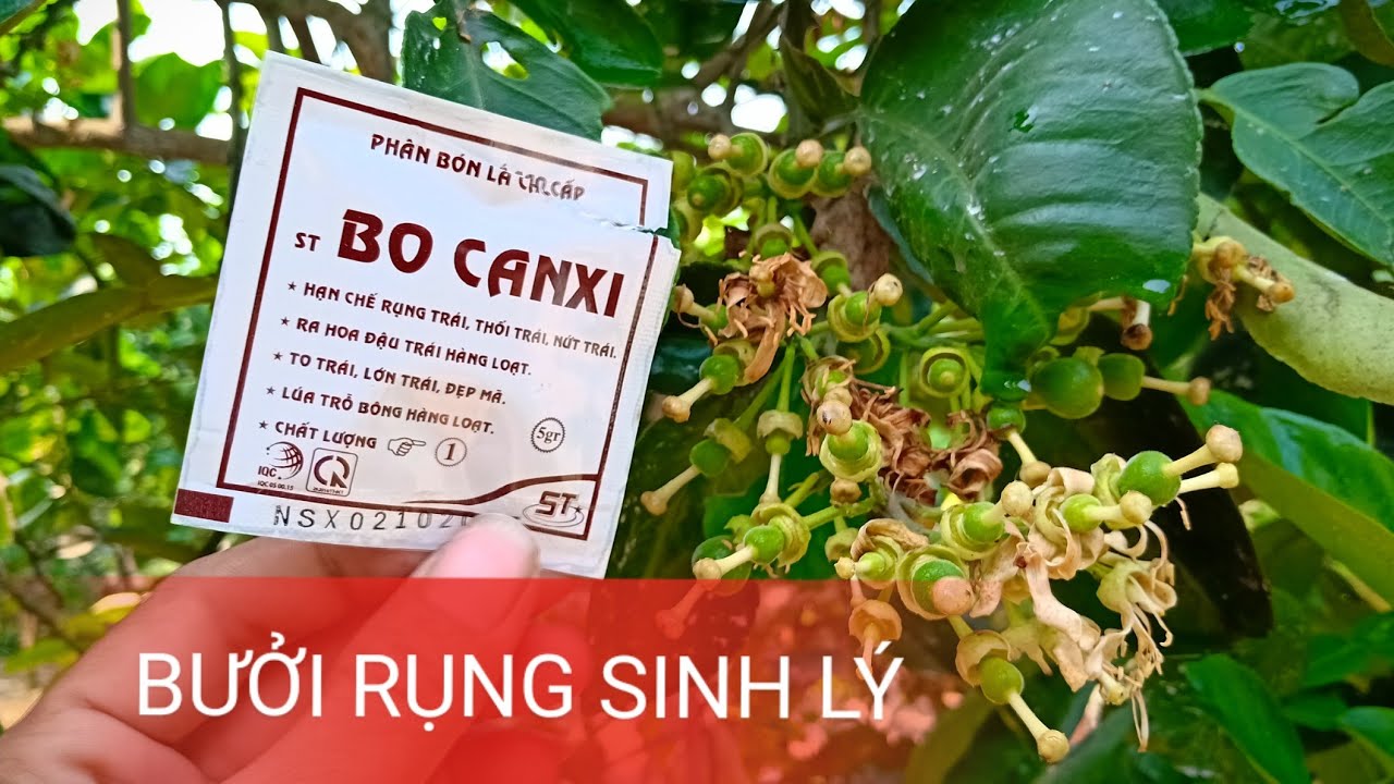 Phòng Tránh Rụng Sinh Lý Quả Bưởi