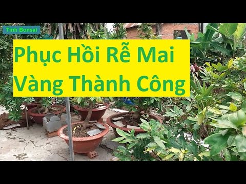 Phục Hồi Cây Mai Vàng Hư Rễ Thành Công Ra Tượt Non Nhiều | Tính bonsai