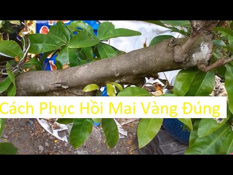 Phục Hồi Mai Vàng Sao Cho Đúng | Tính Bonsai