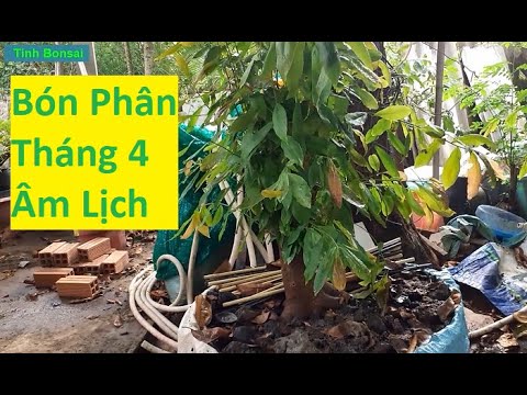 Phun Phân Bón Lá Cho Mai Vàng Tháng 4 Âm Lịch | Tính Bonsai