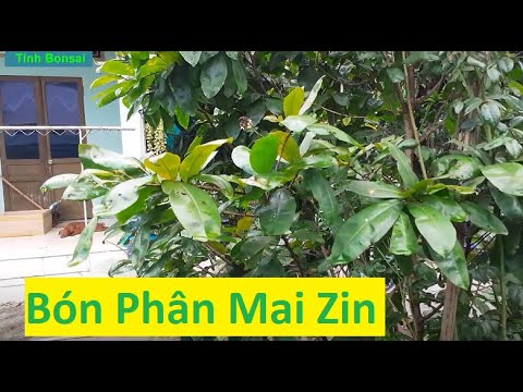 Phun Phân Cho Mai Vàng Zin Vào Tháng 5 | Tính Bonsai