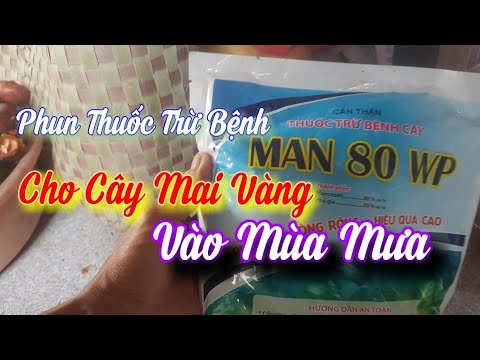 Phun Thuốc Trị Bệnh Cho Mai Vàng 😀 Tháng 06 Âm Lịch