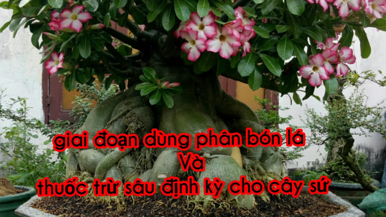 Phun thuốc sâu định kỳ và phân bón lá cho cây sứ thái(14/2/2020).