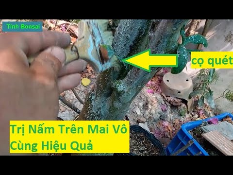 Phương Pháp Trị Nấm Trên Mai Vàng Hiệu Quả Cao | Tính Bonsai